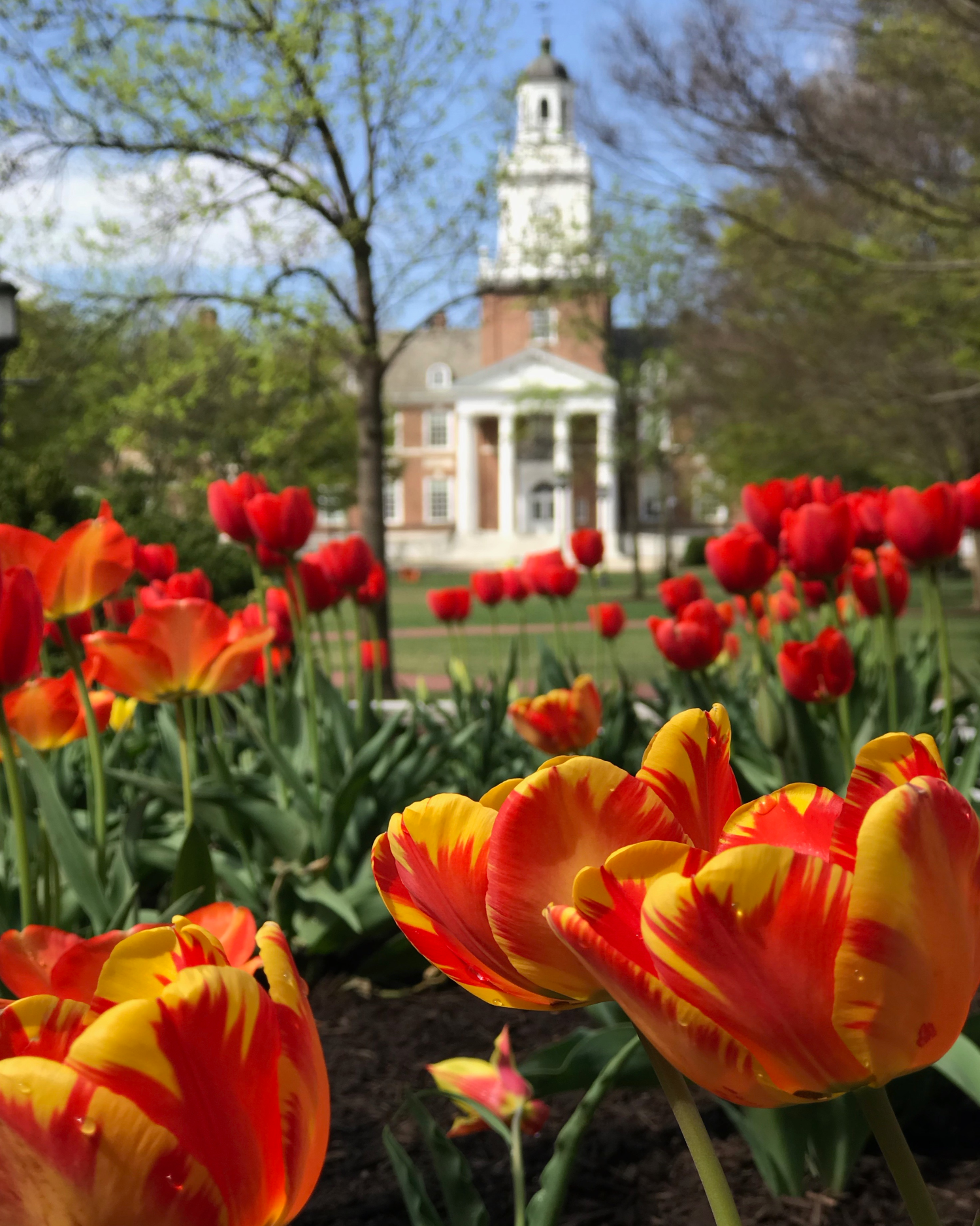 Tulips in front of Gilman Hall at Johns Hopkins University on a sunny day