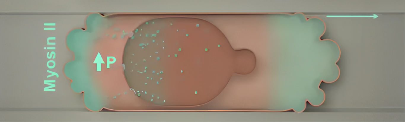 Graphic of Breast Cancer Cell with Increased Cytoplasmic Pressure due to Channel Confinement that Leads to Increased MyosinII Activity at the Back of the Cell